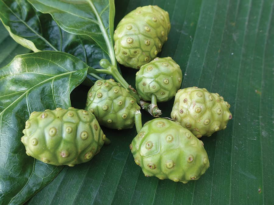Noni – owoc z Indii